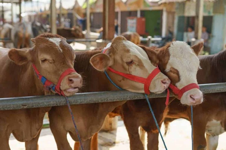 Group of cow cattle for sale in livestock animal traditional market in Semarang, Indonesia