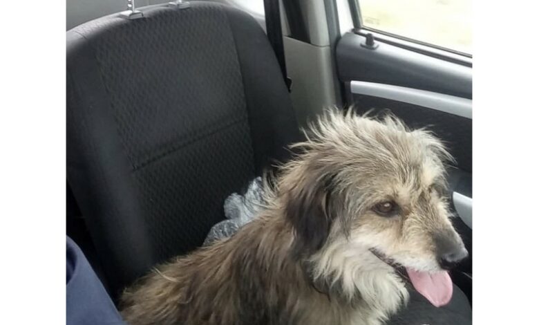 202511dog-car-middelburg