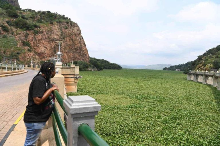 202511hartbeespoort-hyacinth-1200x800-1