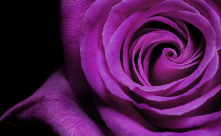 Purple Rose