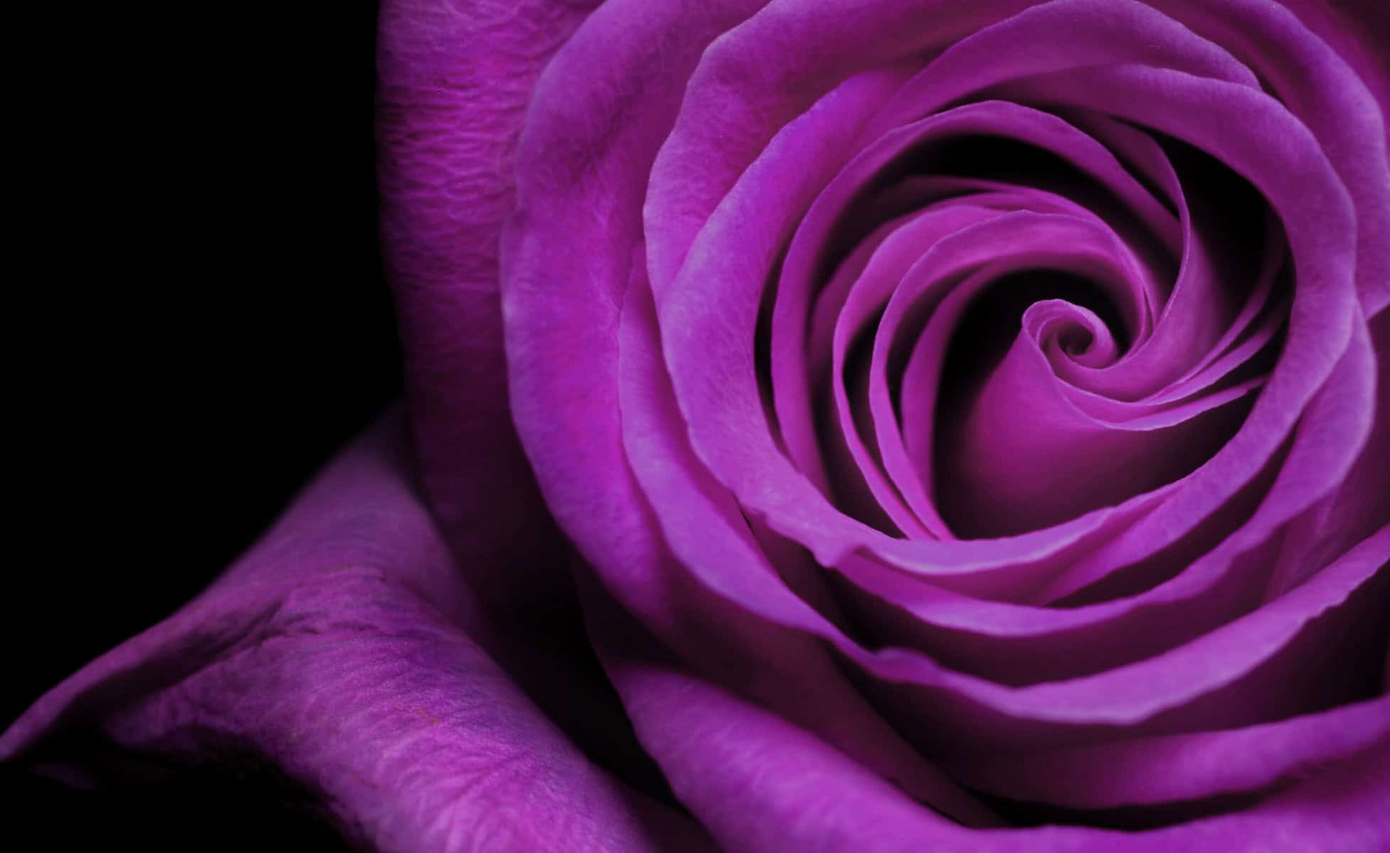 Purple Rose