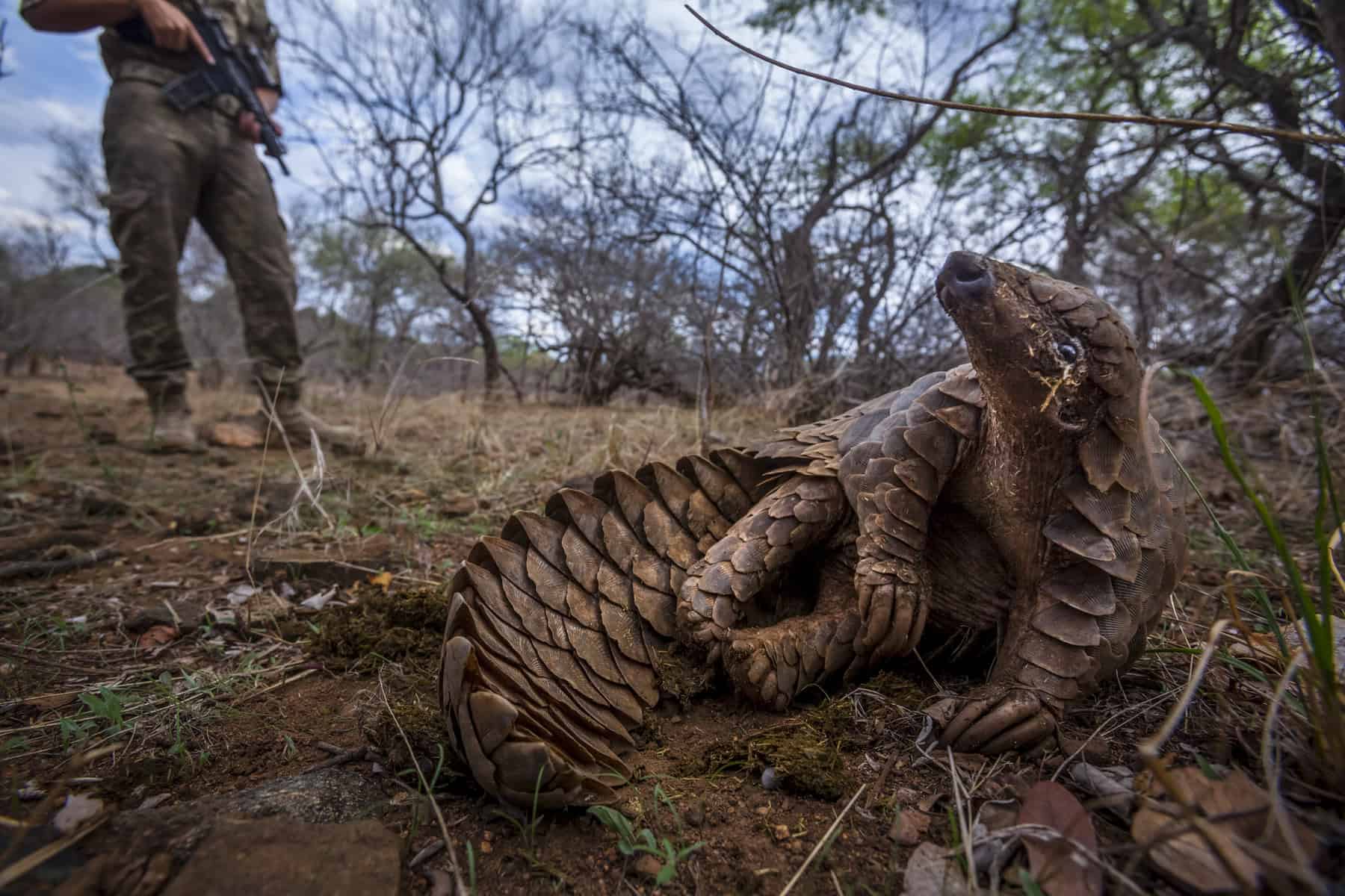 A Cape pangolin (Smutsia temminckii) rolls on the ground under the close protection of an anti-poaching guard at a rehabilitation facility in South Africa.