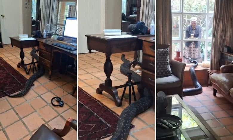 202511massive-python