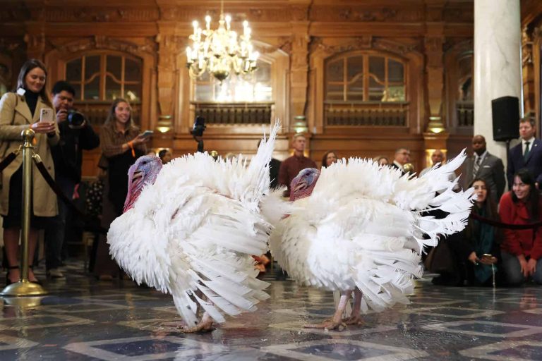 National Thanksgiving Turkeys Make Their Debut Ahead Of Presidential Pardon