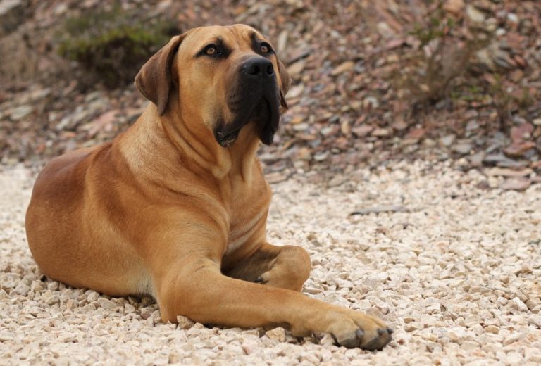 201812boerboel-lead