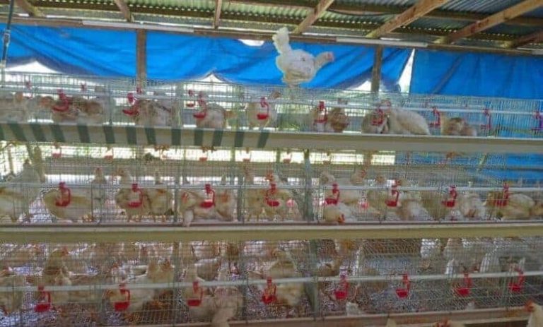 202512Abandoned-chickens