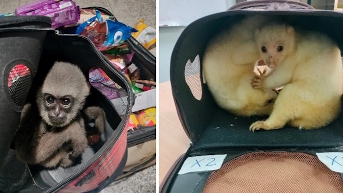 202512Interpol-Seizes-Nearly-30000-Animals-In-Record-Breaking-Global-Wildlife-Trafficking-Crackdown