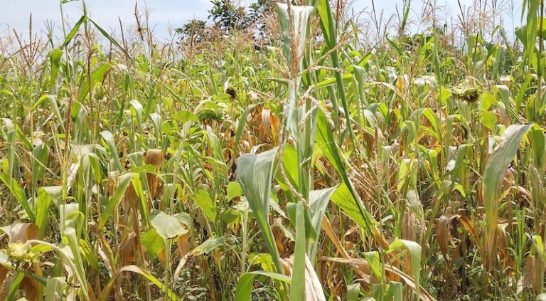 202512Maize-devasted-by-drought