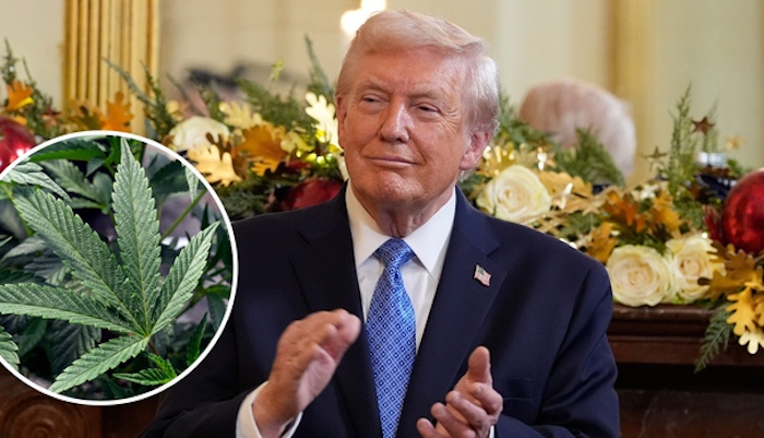 121725-kgo-trump-marijuana-tn - 1