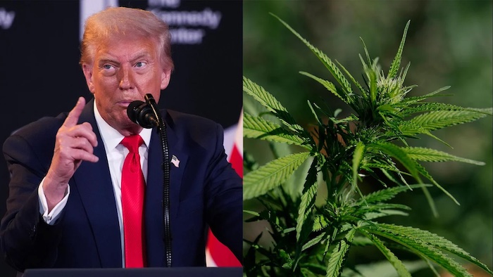 202512Trump-Plans-To-Reclassify-Marijuana-Driving-Cannabis-Stocks-Higher