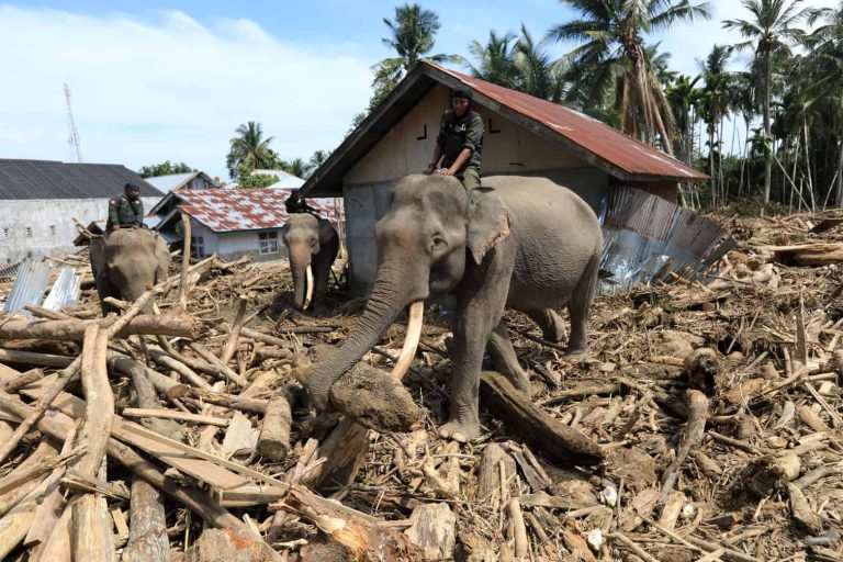 Sumatran elephants help clear debris after deadly Indonesia floods