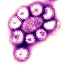 New-flu-variant