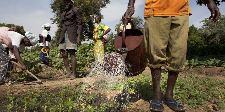 cooperative-farm-in-burkina-faso