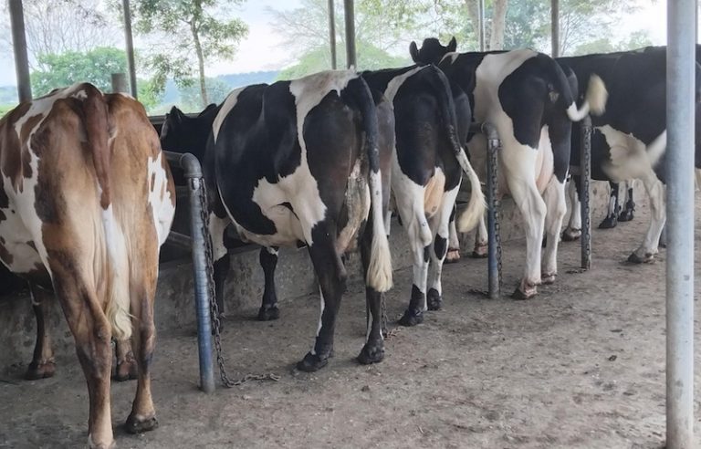 202412Cows-listening-to-music