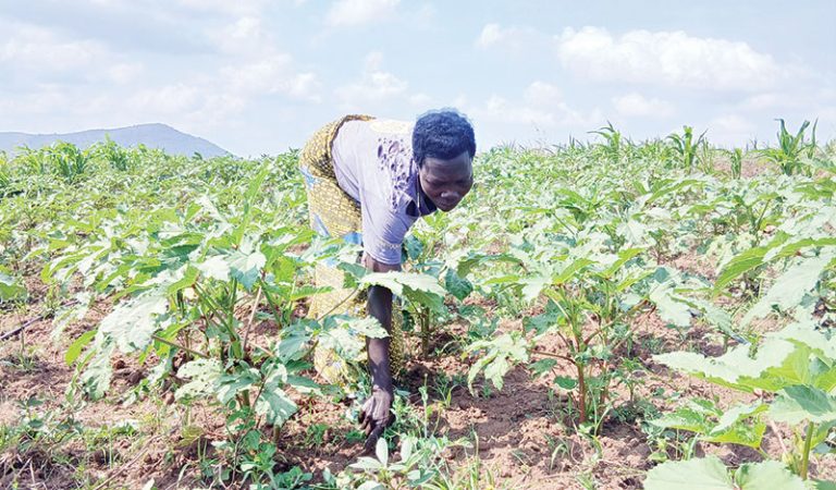 202601Female-farmer-attends-to-her-okra-garden