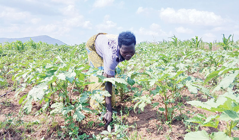 202601Female-farmer-attends-to-her-okra-garden