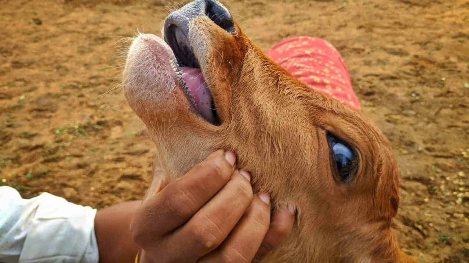 202601Foot-and-mouth-national-threat