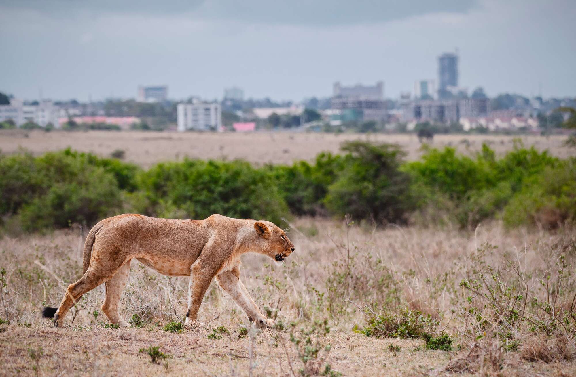 Female,Lion,Walking,In,Savannah,Field,In,Nairobi,National,Park