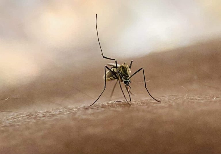 Mosquitoes macro suck blood on human skin