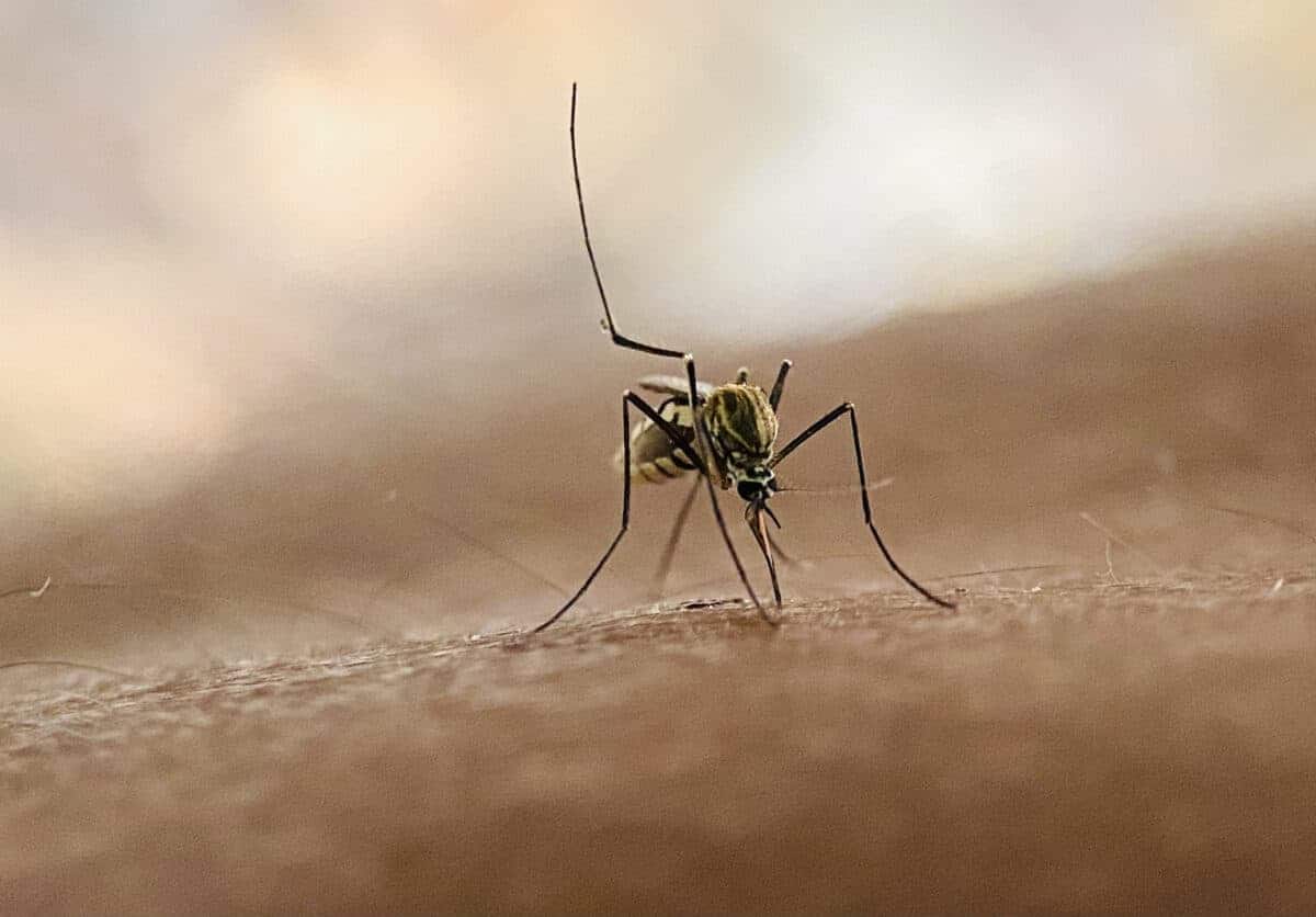 Mosquitoes macro suck blood on human skin