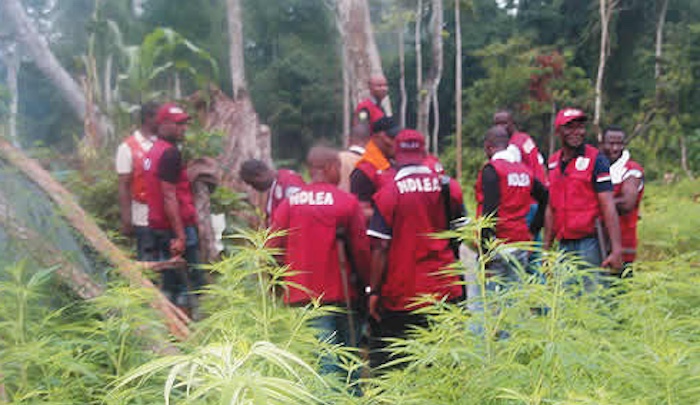 202601NDLEA-Rolls-Out-Pilot-Project-To-Transition-Cannabis-Farmers-To-Legal-Profitable-Crops