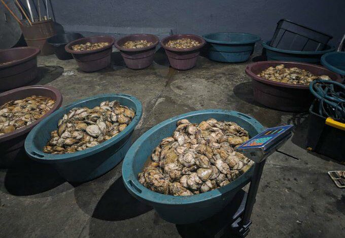 202601abalone-bust-alberton