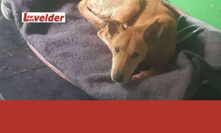 202601dog-rescue-crocodile-river