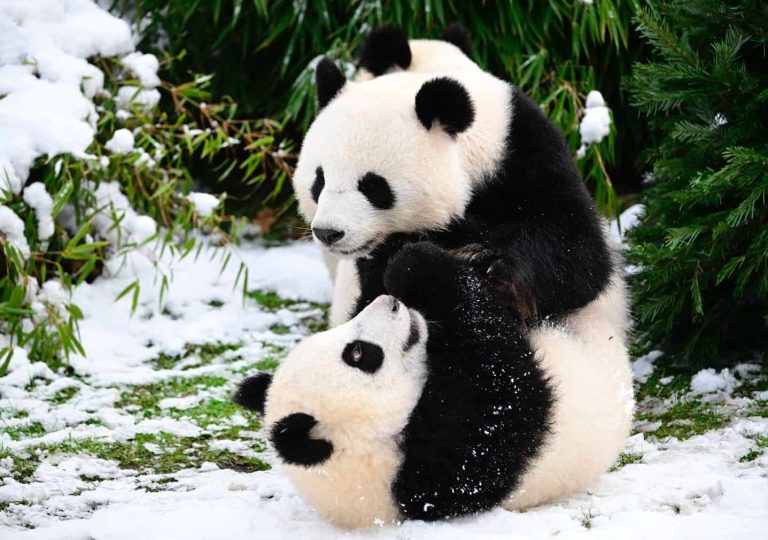 GERMANY-ANIMALS-ZOO-CHRISTMAS TREES