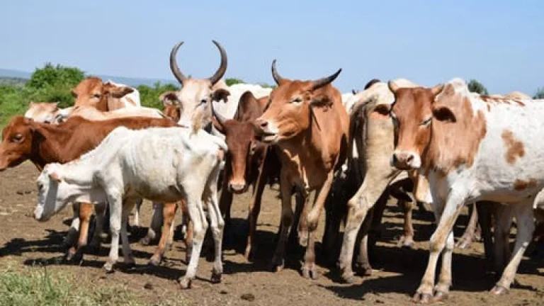 Anthrax-livestock-disease-1280x720-1