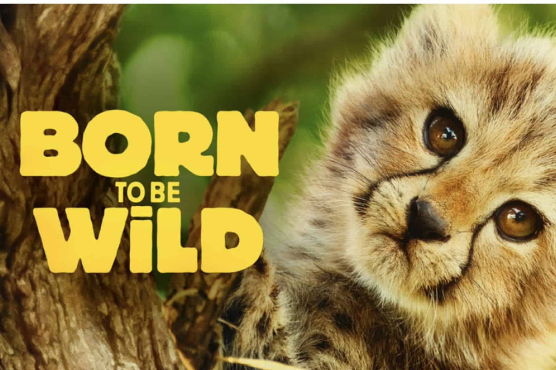 202602Born-To-be-WIld