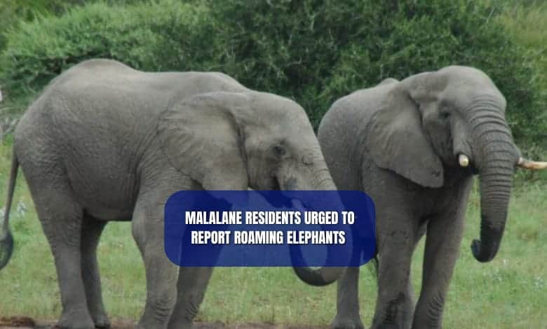 202602Elephant-Kruger-National-Park-hazyview