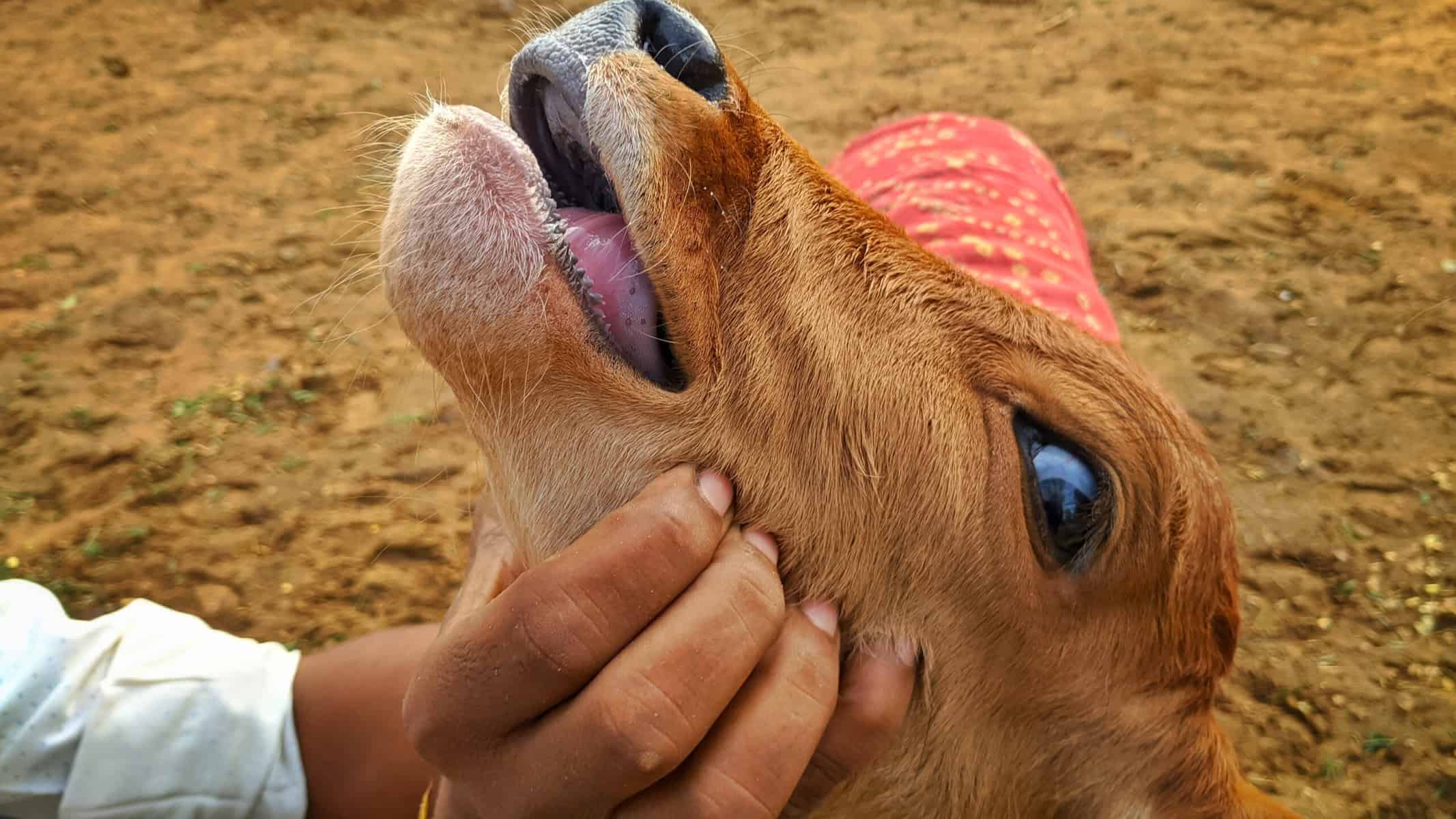 202602Foot-and-Mouth-Disease-scaled-1