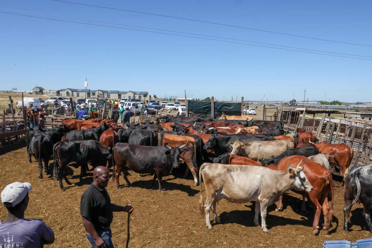 202602Foot-and-Mouth-Disease