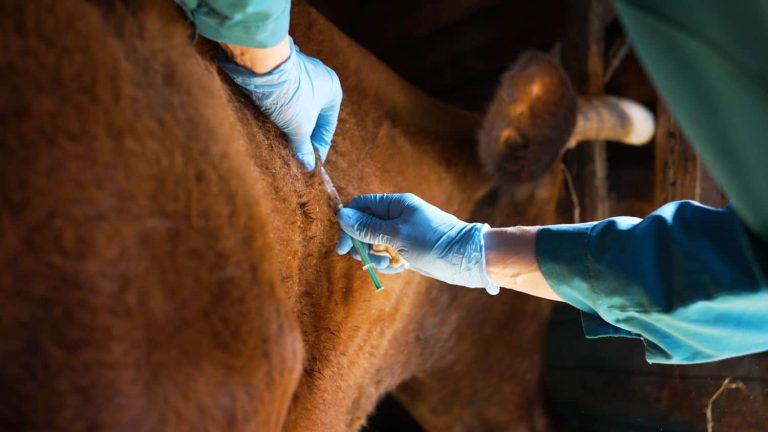 Veterinarian inoculates a cow in the neck against anthrax