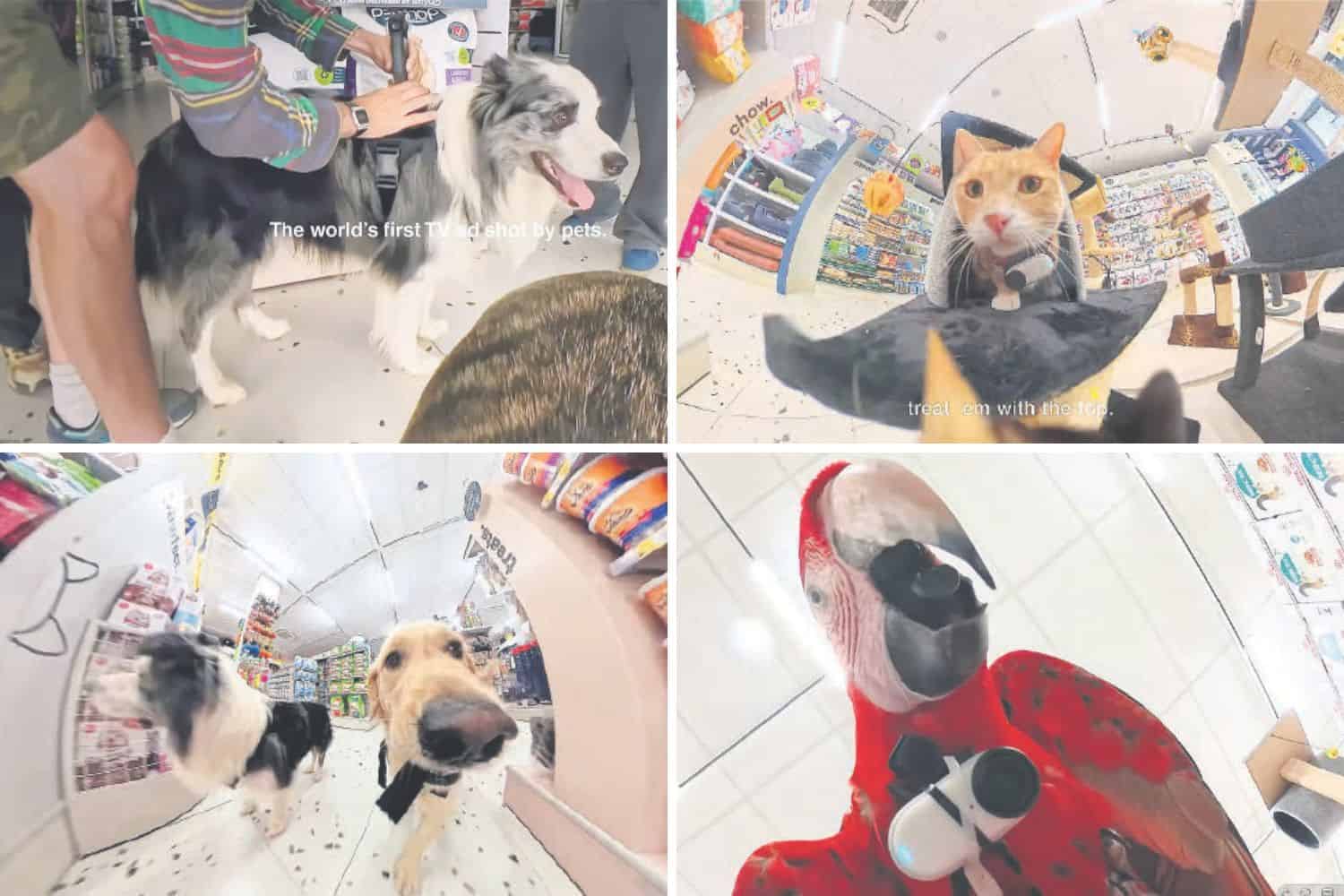 202602Pets-take-the-lead-in-groundbreaking-TV-ad