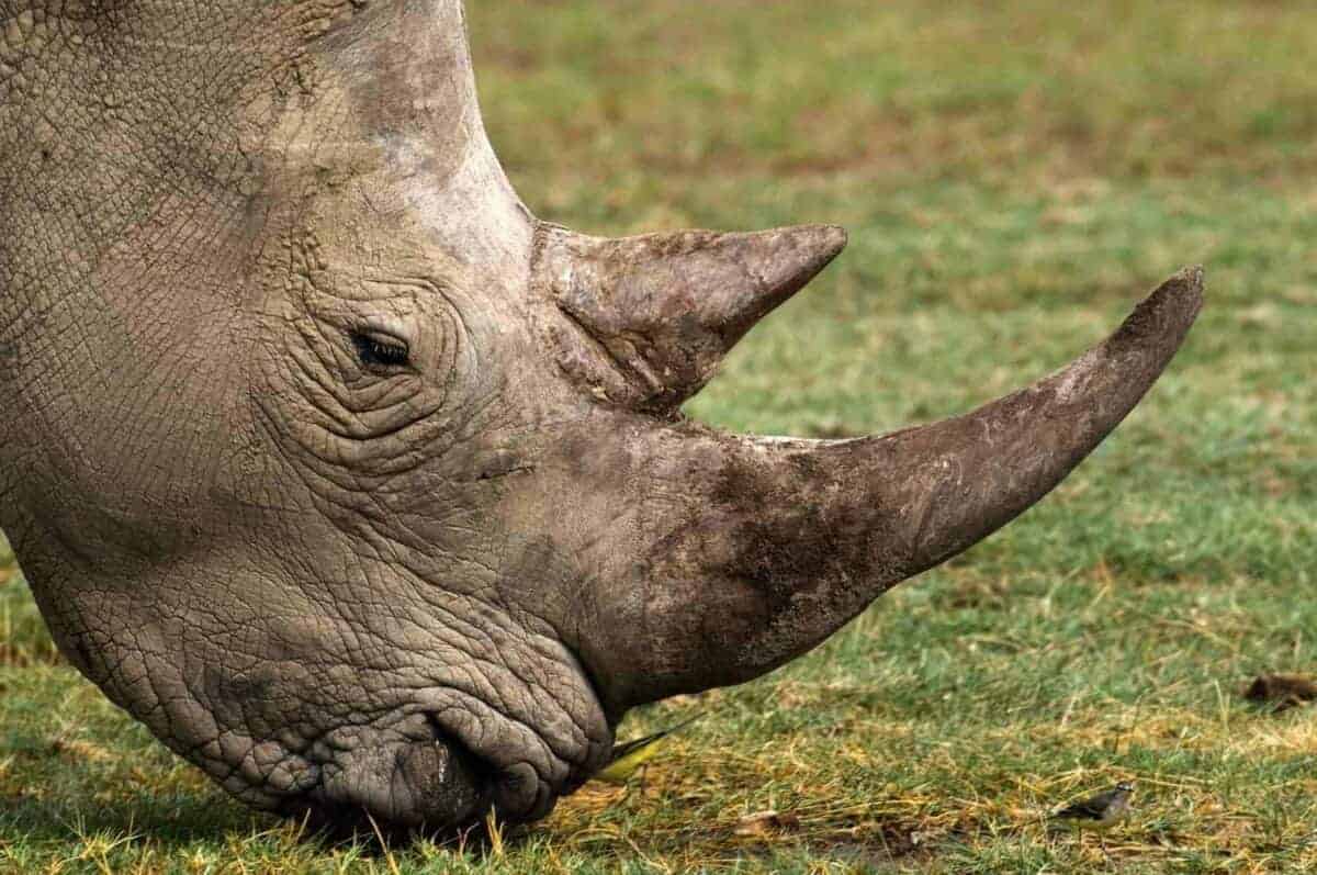 202602Rhino-poaching-1200x797-1