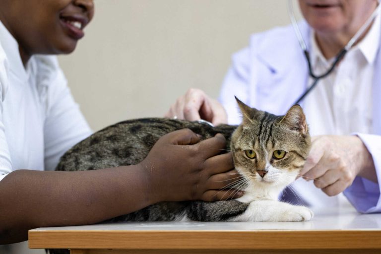 African pet owner bringing her lovely cat to the vet for vaccination and health check up in clinic