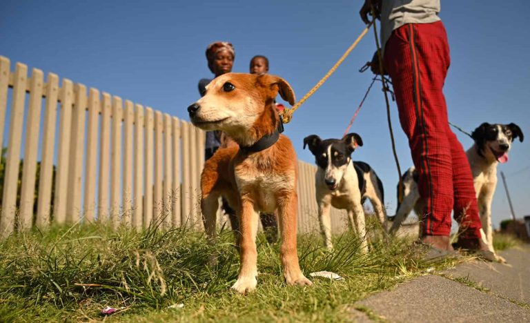 NPO The Thanda Inja project brings veterinary care to an impoverished township in South Africa. Daveyton, Gauteng, South Africa.