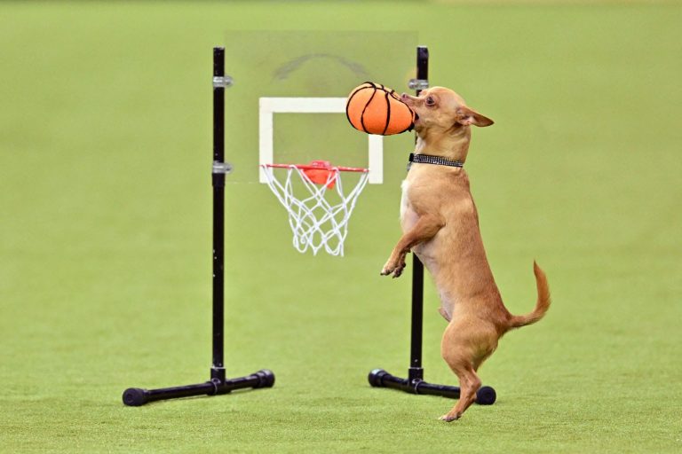 150th Westminster Kennel Club Dog Show – Junior Showmanship, Group Judging (Sporting, Working, Terrier) + Best In Show