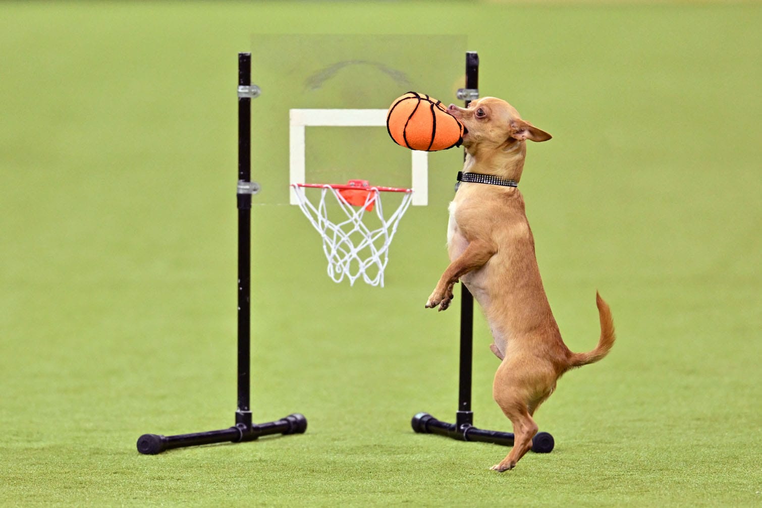 150th Westminster Kennel Club Dog Show – Junior Showmanship, Group Judging (Sporting, Working, Terrier) + Best In Show