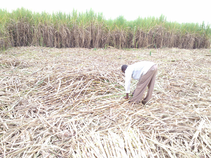 202010A-sugarcane-farmer-in-Kaliro