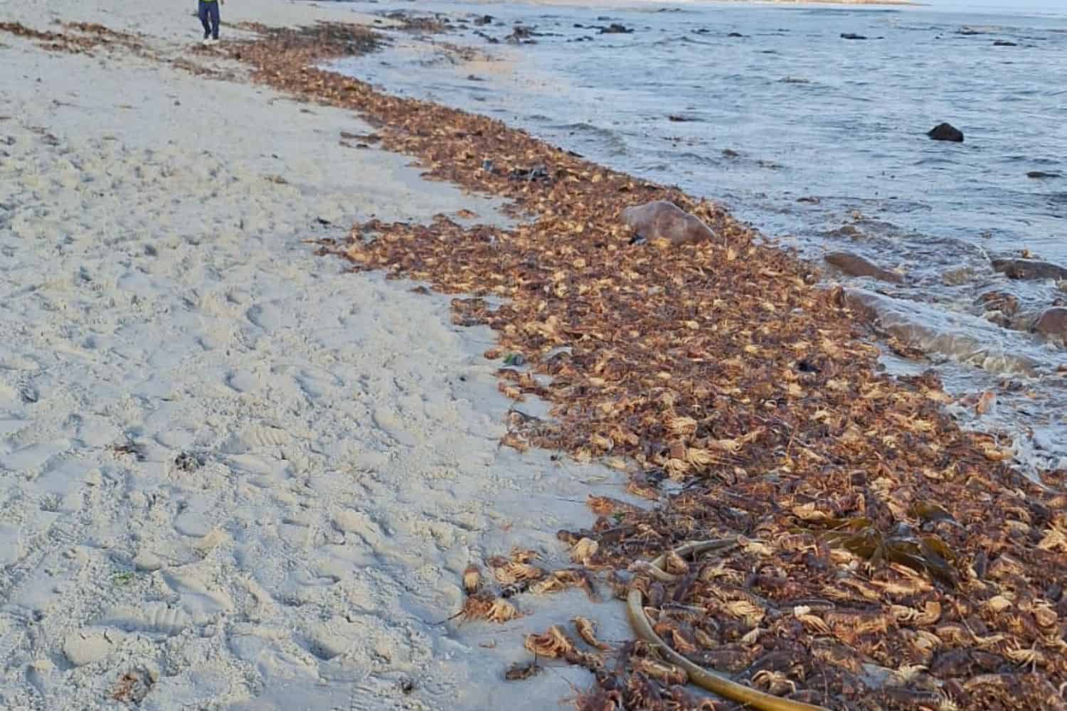 202602Red-Tide-Lobster-1