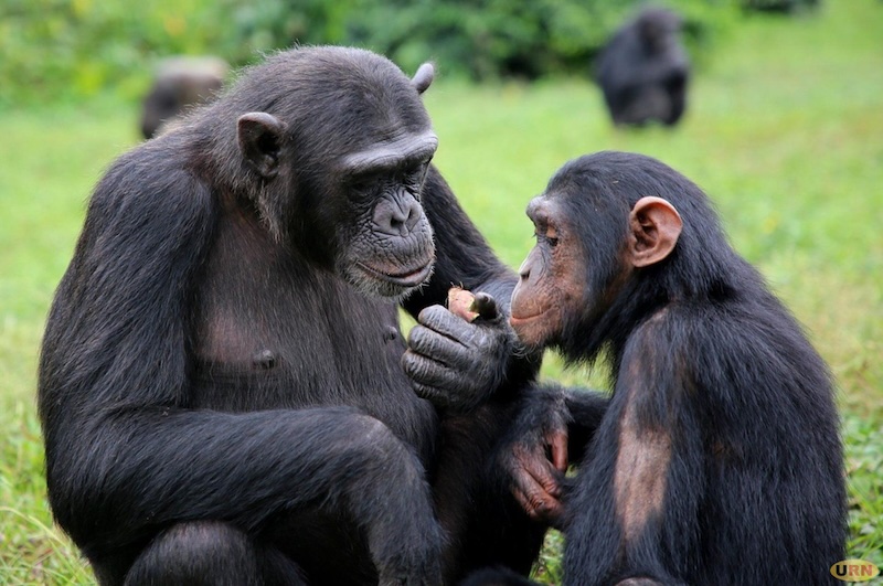 202603Chimp-baby-and-its-mother