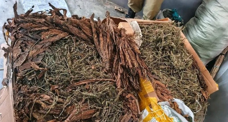 202603Dried-marijuana