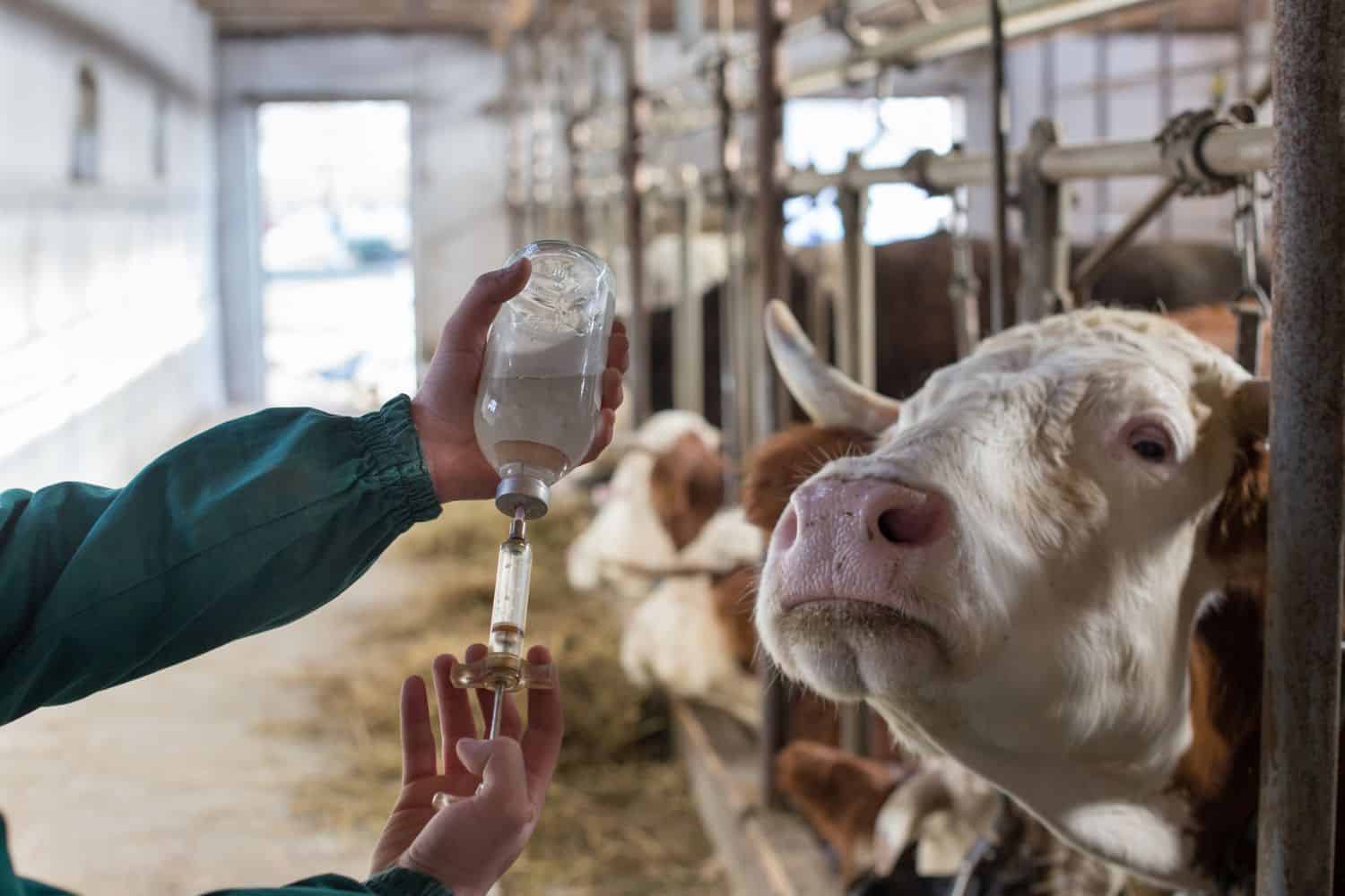 Veterinarian with vaccination in front of cows