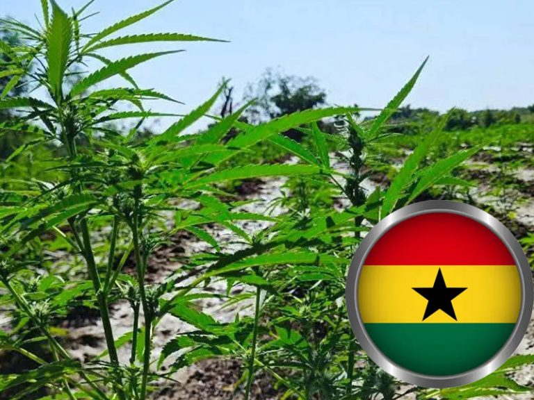 202603Ghana-Approves-Cannabis-Cultivation-