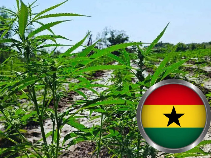 202603Ghana-Approves-Cannabis-Cultivation-