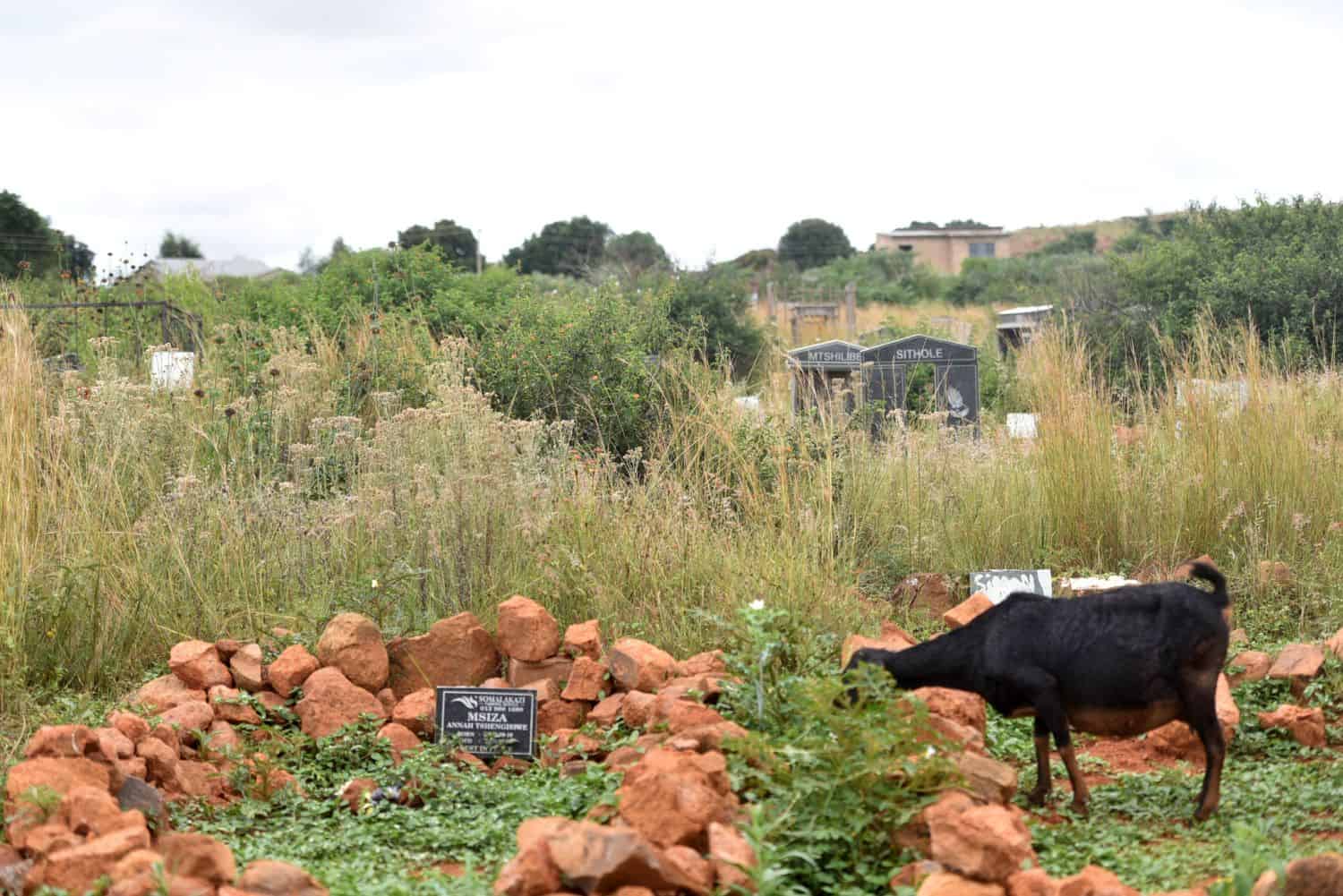 202603Thembisile-Hani-municipality-burial-fees-cemetery