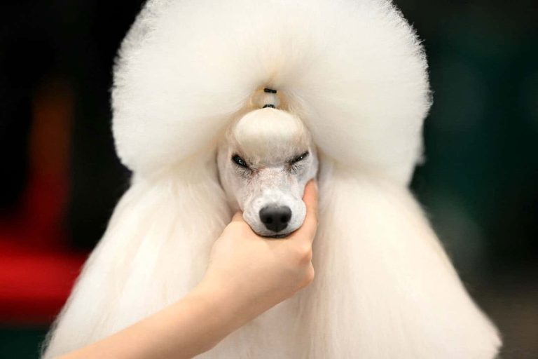 BRITAIN-LIFESTYLE-ANIMAL-DOGS-CRUFTS