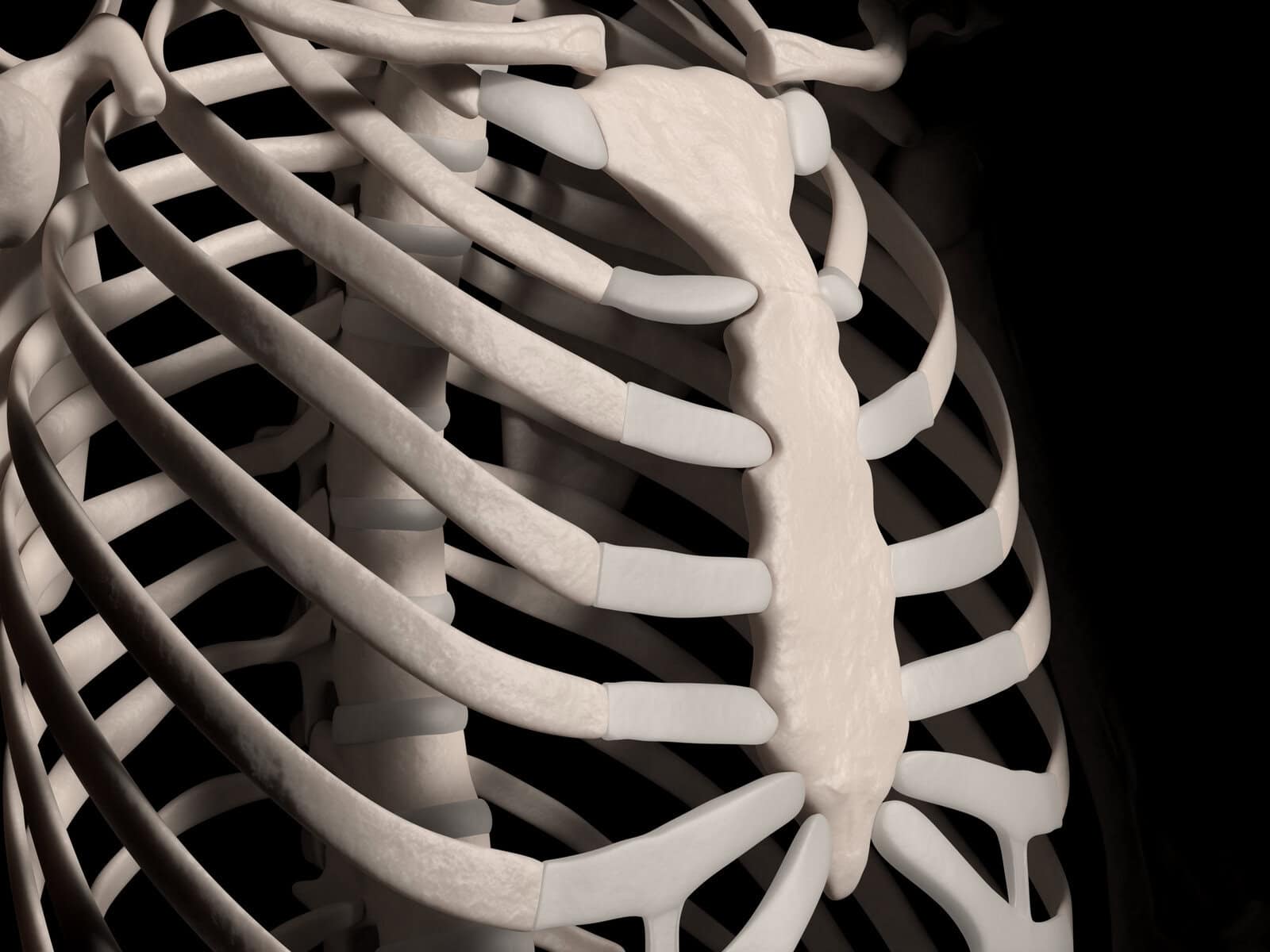 Human ribcage
